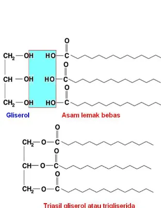 Gambar 14.41. Struktur trigliserida yang disusun oleh molekul gliserol dan tiga molekul asam lemak bebas