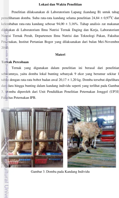 Gambar 3. Domba pada Kandang Individu 