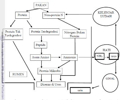 Gambar 1. Proses Metabolisme Protein di dalam Rumen Ternak Ruminansia 