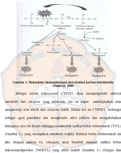 Gambar 3. Mekanisme biotransformasi dan oksidasi karbon tetraklorida