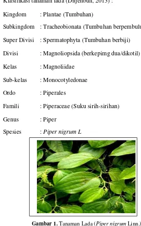 Gambar 1. Tanaman Lada (Piper nigrum Linn.) (Vasavirama et al., 2014) 