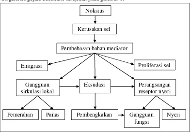 Gambar 1. Patogenesis dan gejala suatu peradangan (Mutschler, 1991) 