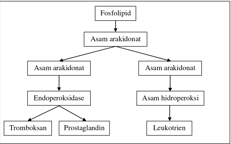 Gambar 4. Metabolisme asam arakhidonat dan mediator-mediator peradangan (Price and Wilson, 1995) 