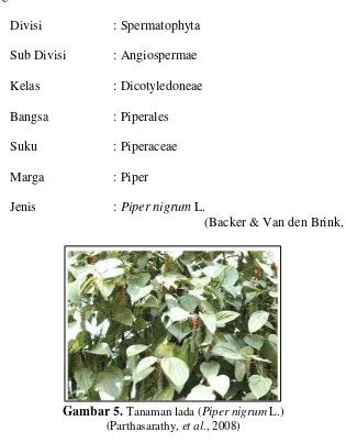 Gambar 5.  Tanaman lada (Piper nigrum L.) 