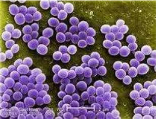 Gambar 4.  Staphylococcus aureus (www.bacteriainphotos.com) 