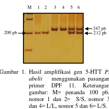 Gambar 1. Hasil amplifikasi gen 5-HTT P. 