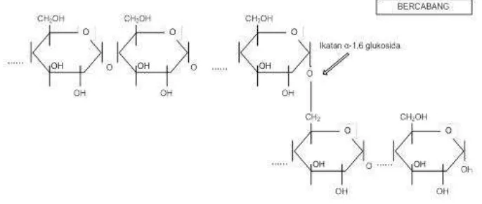Gambar 3 Struktur molekul amilopektin (Greenwood et al., 1979) 