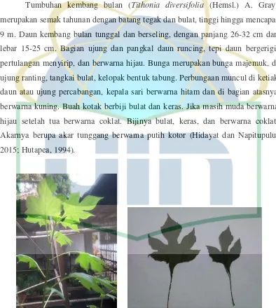 Gambar 2.1. Tumbuhan kembang bulan (kanan) dan simplisia daun kembang 
