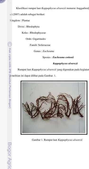 Gambar 1. Rumput laut Kappaphycus alvarezii 
