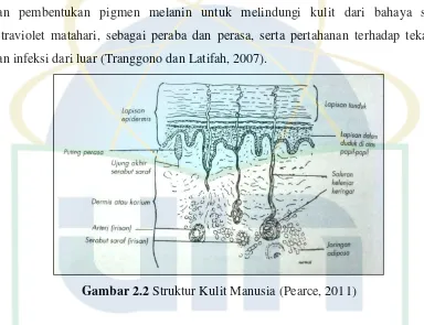 Gambar 2.2 Struktur Kulit Manusia (Pearce, 2011) 