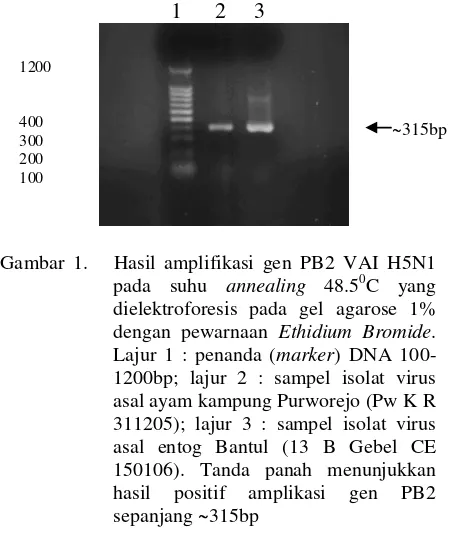 Gambar 1.   Hasil amplifikasi gen PB2 VAI H5N1 