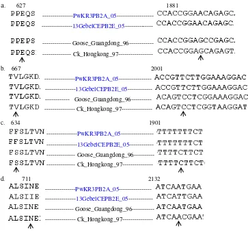 Gambar 4.   Asam amino dan nukleotida penyusunnya pada posisi (a) 627 (b)667 (c)634 (d)711 pada kedua isolat uji