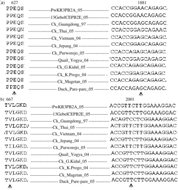 Gambar 5.  Perbandingan asam amino dan nukleotida penyusunnya pada posisi (a)627 dan (b)667 antara kedua isolat uji dengan isolat lain dari genebank 
