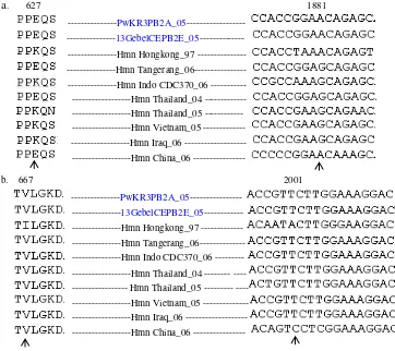 Gambar 6.  Perbandingan asam amino posisi target (a)627 dan (b)667 dan  nukleotida penyusunnya antara kedua isolat uji dan isolat manusia dari genebank 