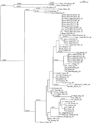 Gambar 7.    Hubungan filogenetik fragmen gen PB2 Virus Avian Influenza H5N1 yang terdiri atas 62 isolat unggas dan manusia dari berbagai negara di kawasan Asia dan Eropa