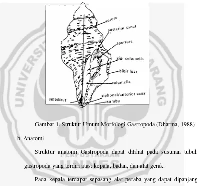 Gambar 1. Struktur Umum Morfologi Gastropoda (Dharma, 1988) 