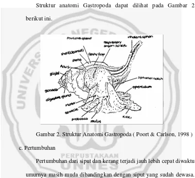 Gambar 2. Struktur Anatomi Gastropoda ( Poort & Carlson, 1998 ) 