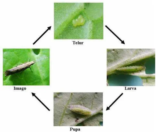 Gambar 1.  Siklus hidup larva Plutella 
