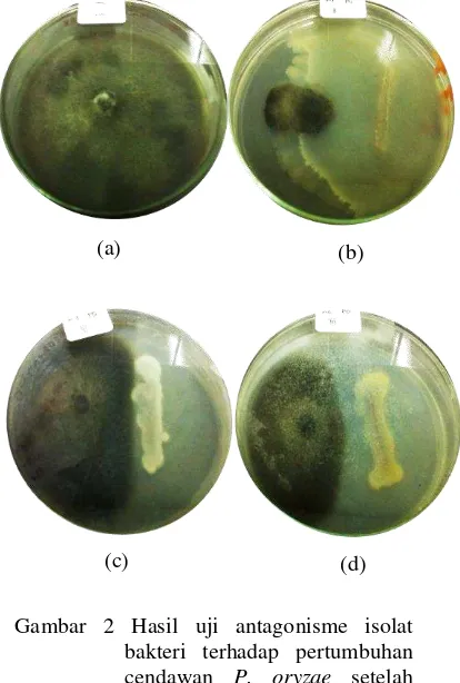 Gambar 2 Hasil uji antagonisme isolat       bakteri terhadap pertumbuhan cendawan P. oryzae setelah inkubasi 7 hari (a) kontrol, (b) isolat A2, (c) isolat A3, dan (d) isolat A6