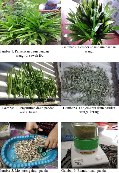 Gambar 5. Memotong daun pandan wangi sebelum diblender 