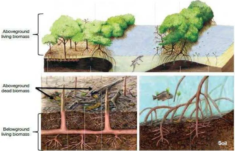 Gambar 2. Kolam karbon di ekosistem mangrove (Sumber: Costal Blue Carbo, 2014) 