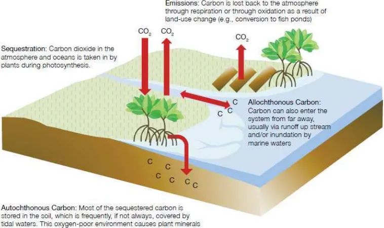 Gambar 3. Mekanisme Karbon bergerak keluar dan masuk dari lahan pasang surut (Sumber: Costal Blue Carbo, 2014) 