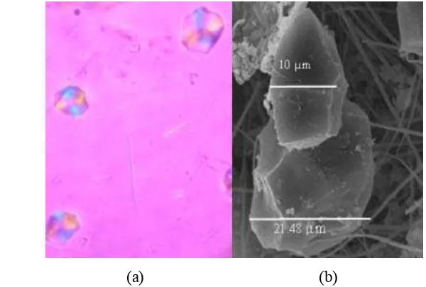 Gambar 9 Bentuk granula pati umbi walur mikroskop polarisasi (a); Scanning 