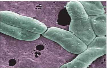 Gambar 2 Bakteri asam laktat (Claesson et al.2006) 