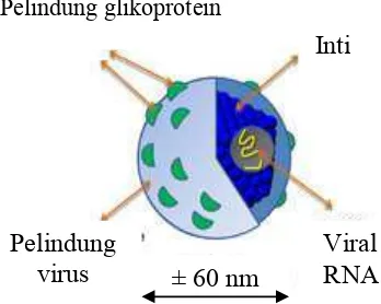 Gambar 1 Virus hepatitis C (Moradpour  et al. 2007). 