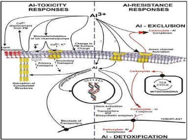 Gambar 2.  Mekanisme detoksifikasi Al dalam sel  tanaman toleran Al 