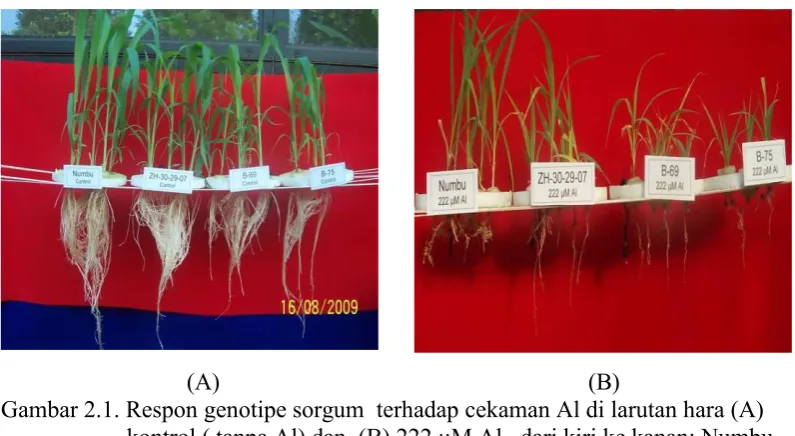 Gambar 2.2.  Respon genotipe tanaman terhadap berbagai tingkat konsentrasi Al (A) Numbu/ toleran dan  (B)  B-75/peka, dari kiri ke kanan: tanpa Al, 74μM Al, 148 μMAl, dan 222 μM Al