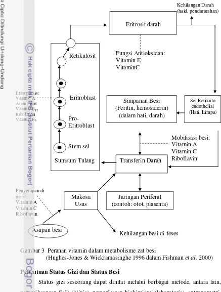 Gambar 3  Peranan vitamin dalam metabolisme zat besi 