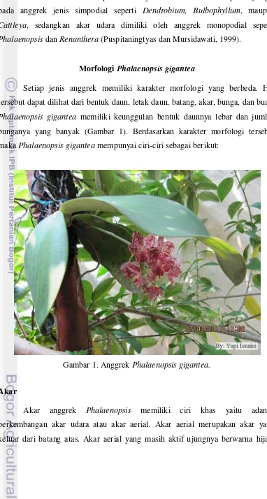 Gambar 1. Anggrek Phalaenopsis gigantea. 