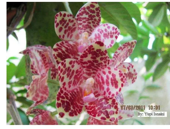 Gambar 2. Bunga Phalaenopsis gigantea. 