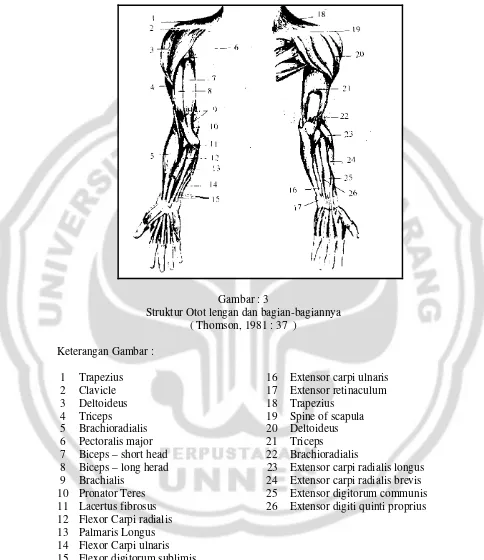 Gambar : 3 Struktur Otot lengan dan bagian-bagiannya 