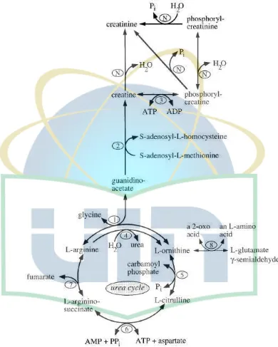 Gambar 2.7 Metabolisme kreatin dan kreatinin20 