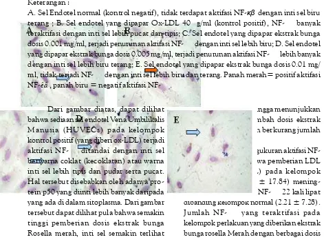 Gambar 3. Hasil Sediaan Sel endotel dengan Pengecatan Imunohistokimia untuk melihatAktifasi NF-êâ , diambil dengan mikroskop Olympus cx21 dengan perbesaran 1000x.