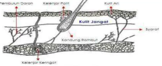 Gambar 2.4. Lapisan Kulit Ari 