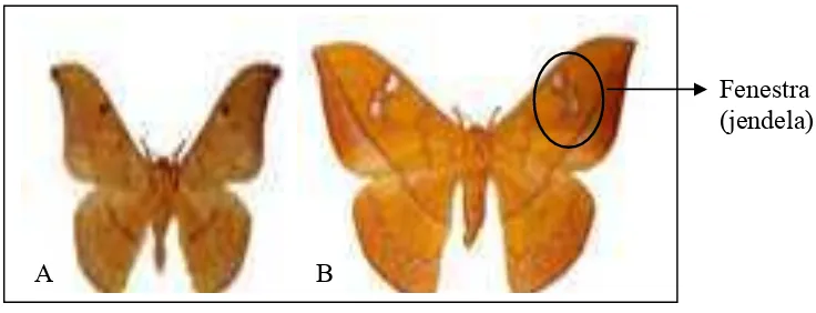 Gambar 2 Imago C. trifenestrata jantan (A) dan betina (B)