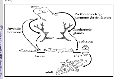 Gambar 13 Mekanisme metamorphosis serangga holometabola (Chapman