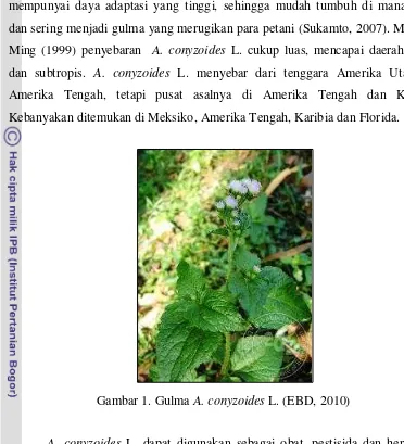 Gambar 1. Gulma A. conyzoides L. (EBD, 2010) 