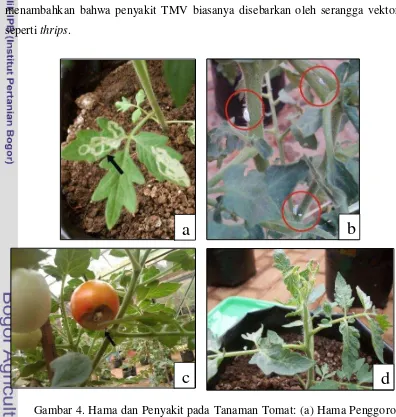 Gambar 4. Hama dan Penyakit pada Tanaman Tomat: (a) Hama Penggorok 