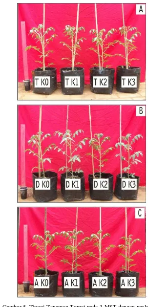 Gambar 5. Tinggi Tanaman Tomat pada 3 MST dengan perlakuan ekstrak gulma: (A) C. rotundus, (B) D
