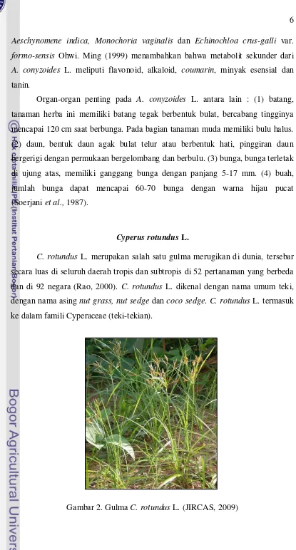 Gambar 2. Gulma C. rotundus L. (JIRCAS, 2009) 