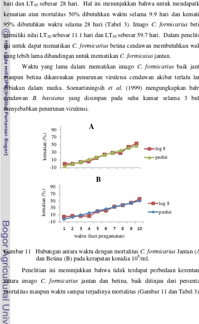 Gambar 11   Hubungan antara waktu dengan mortalitas C. formicarius Jantan (A), 