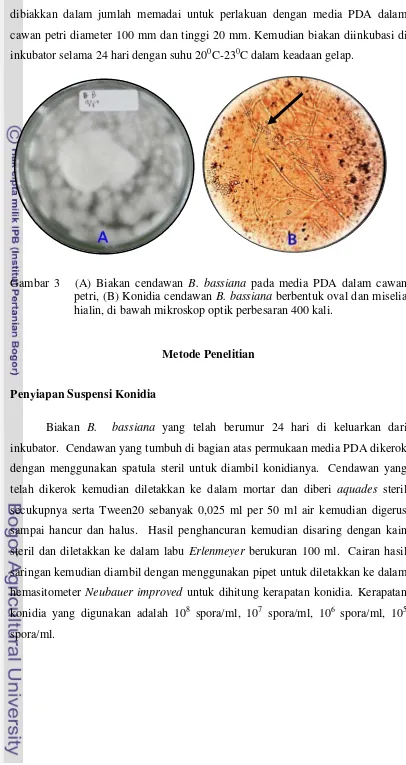 Gambar 3   (A) Biakan cendawan B. bassiana pada media PDA dalam cawan  