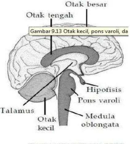 Gambar Otak kecil, pons varoli, dan medula oblongata 