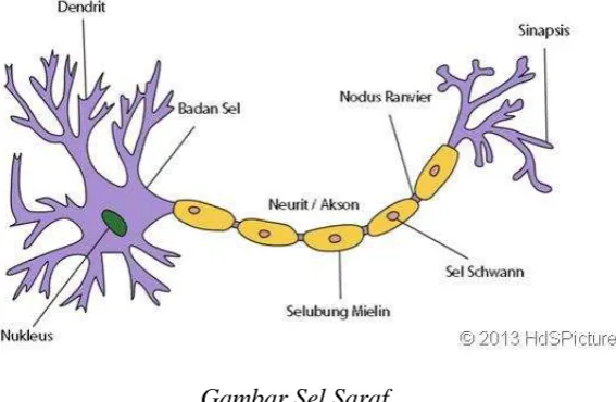 Gambar Sel Saraf 