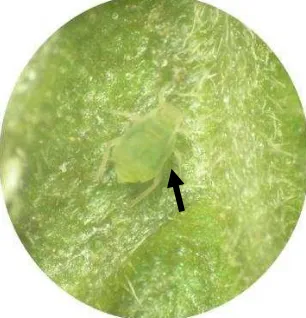 Gambar 1  Aphis glycines yang sedang menghisap cairan tanaman. 