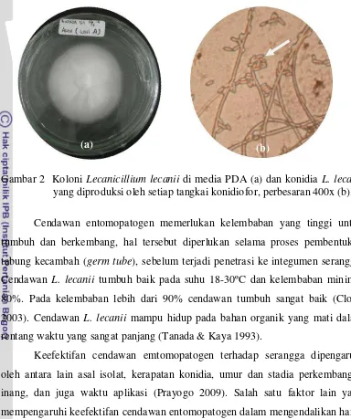 Gambar 2  Koloni Lecanicillium lecanii di media PDA (a) dan konidia L. lecanii 